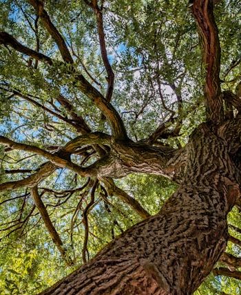 Tronco de un árbol que se divide en múltiples ramas, metáfora de la relación entre programas y proyectos.