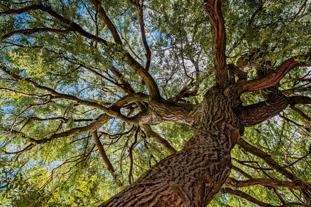 Tronco de un árbol que se divide en múltiples ramas, metáfora de la relación entre programas y proyectos.